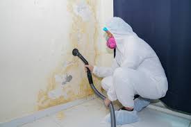 Why You Should Choose Our Mold Remediation Services in North Eastham, MA